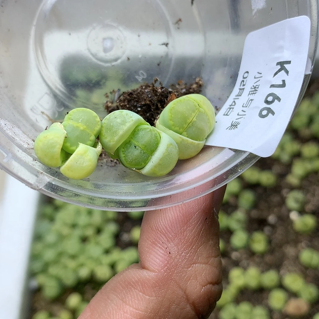 【****】K166多肉植物保护