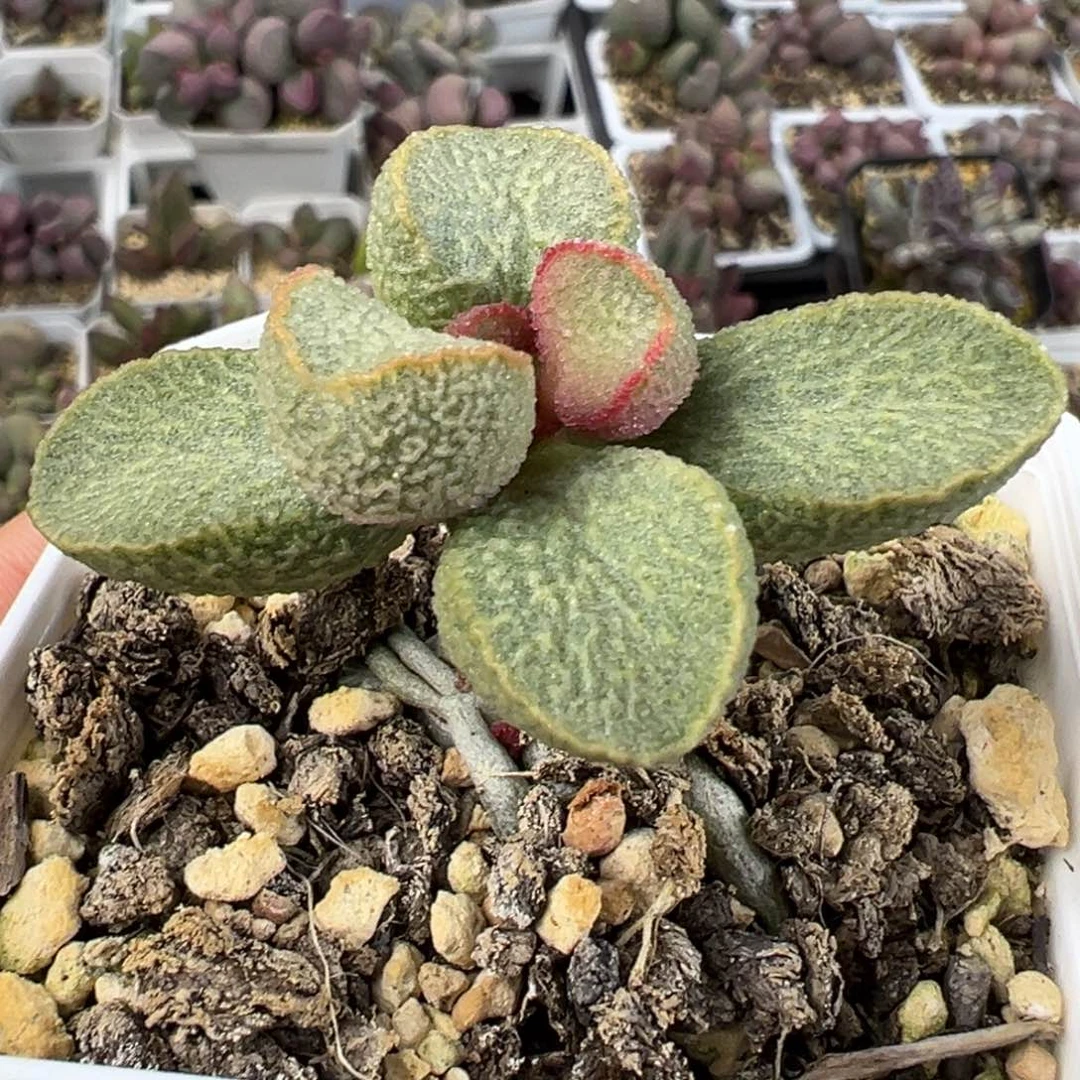 实生新品单头纯木质桩多肉