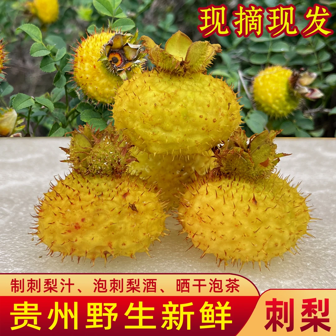 刺梨鲜果贵州仿野生种植食用有籽新鲜采摘泡酒榨汁w维C满满营养