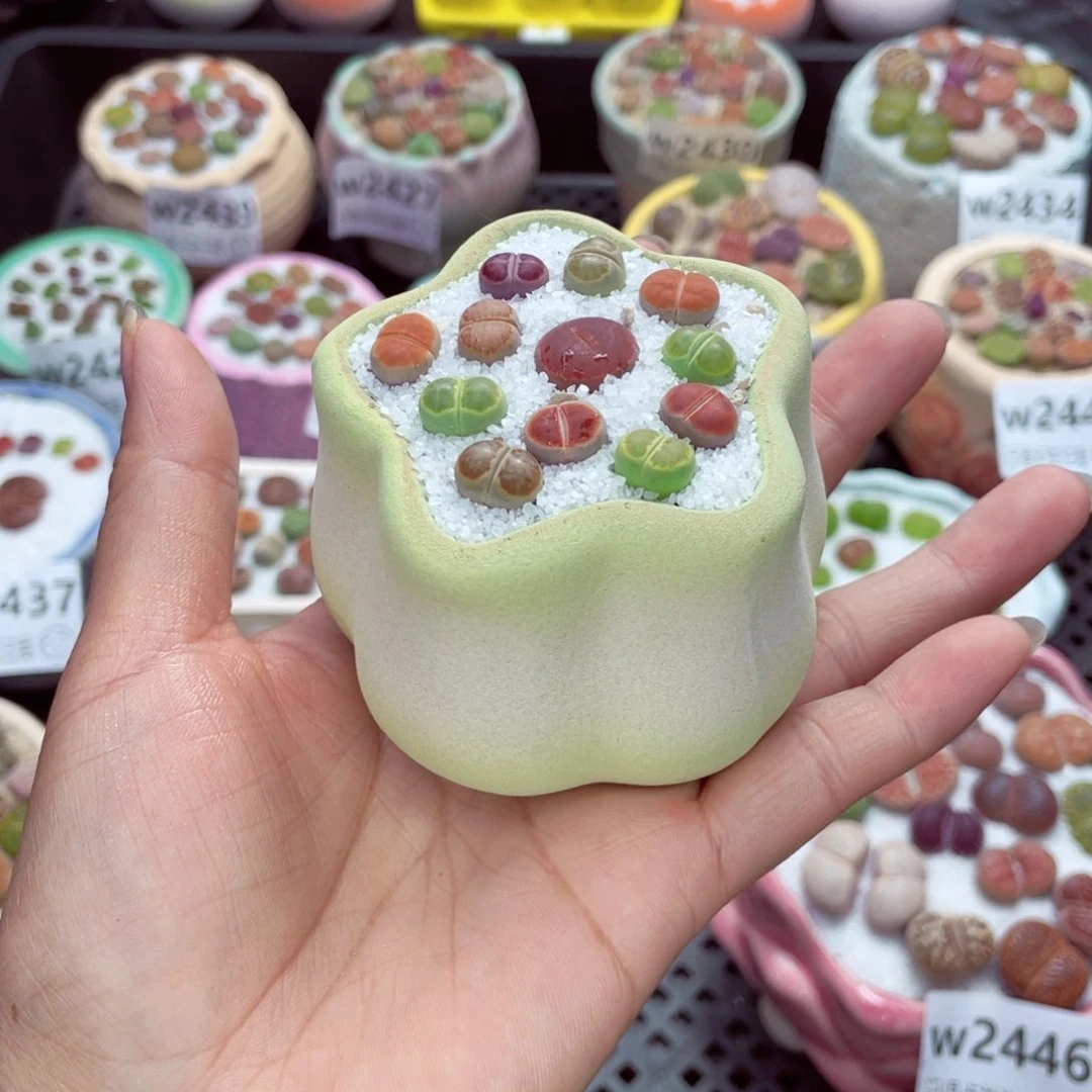 A**iw2450 带盆土发货一物一拍