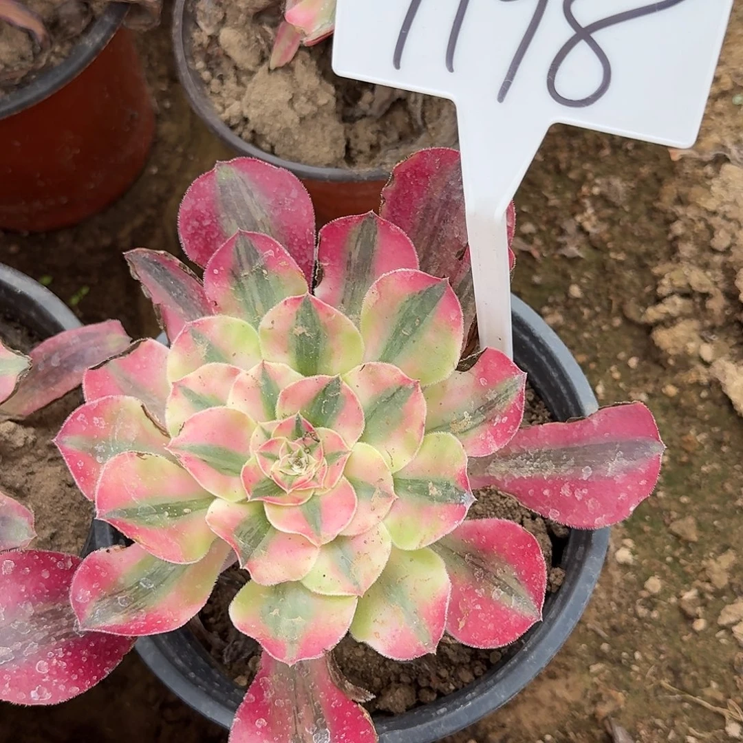 4198爱丽丝多肉法师