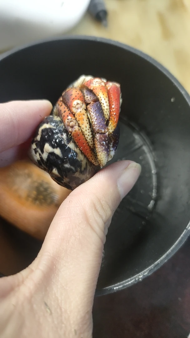 寄居蟹懒人宠物加热包好养便捷饲养用品