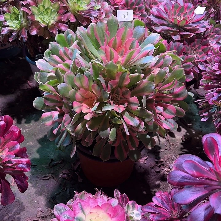 多肉植物香妃000127