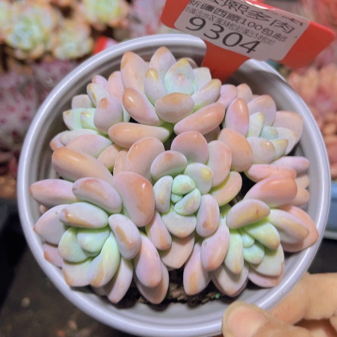 9304红洛神多肉植物