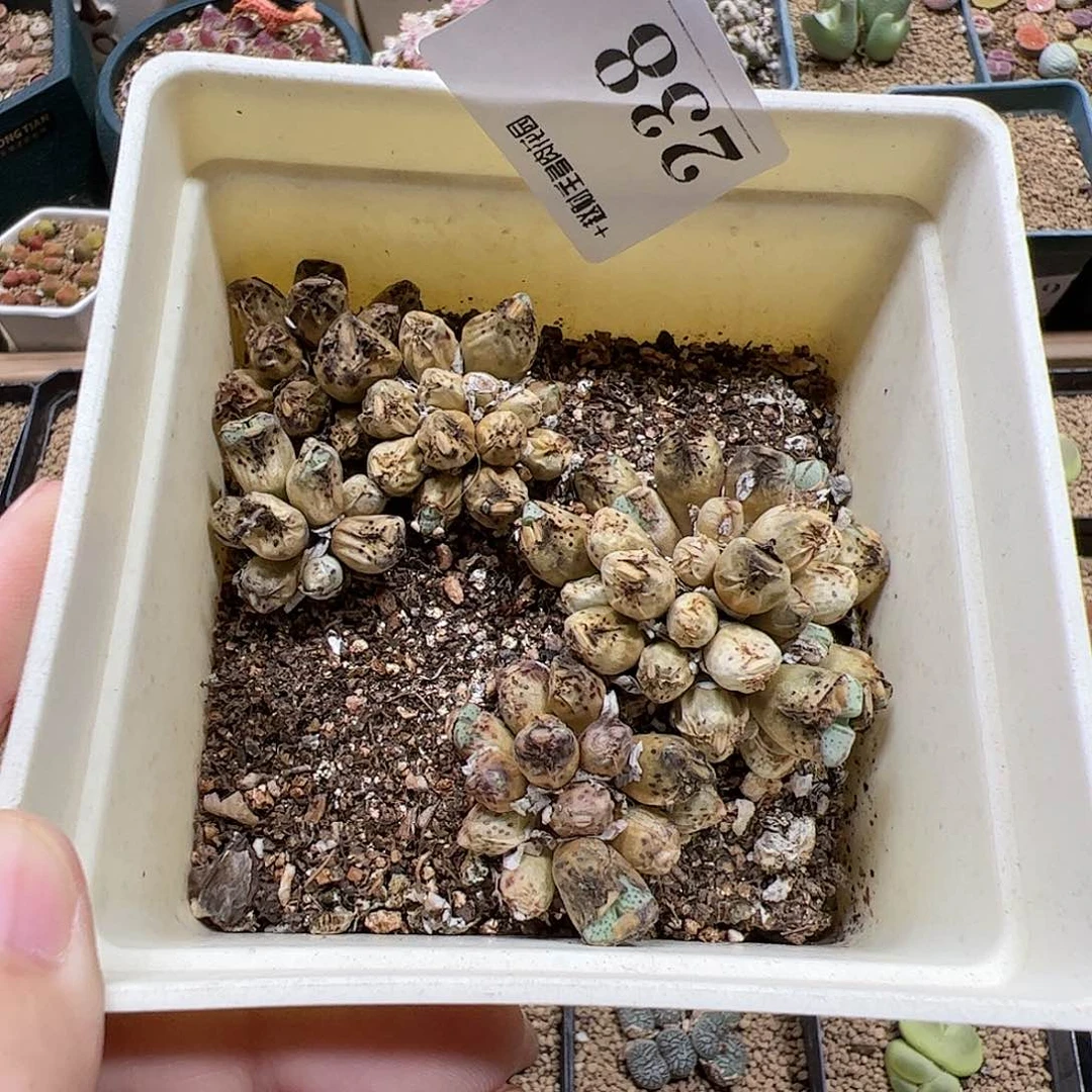 【闪购商品】238 清盒