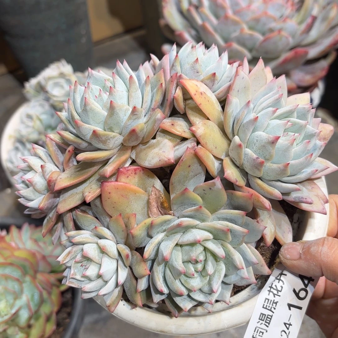 同温层多肉粉蓝鸟164