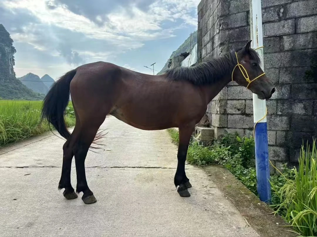 6号【以直播间上称为准】马肉3斤起拍顺丰包邮