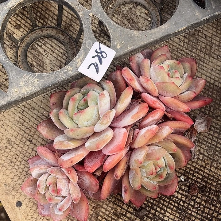 石榴籽星影，一物一拍