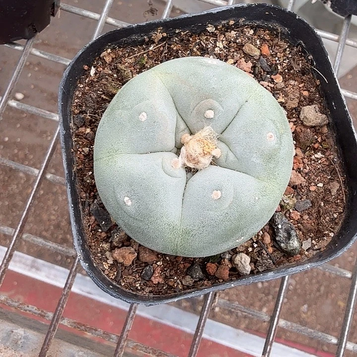 实生海鲜单头4仙人球