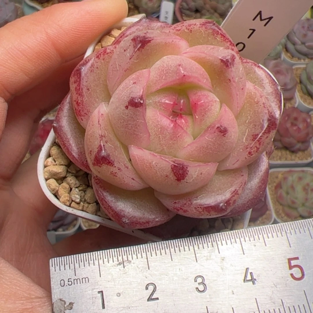 s****。792 多肉植物组合