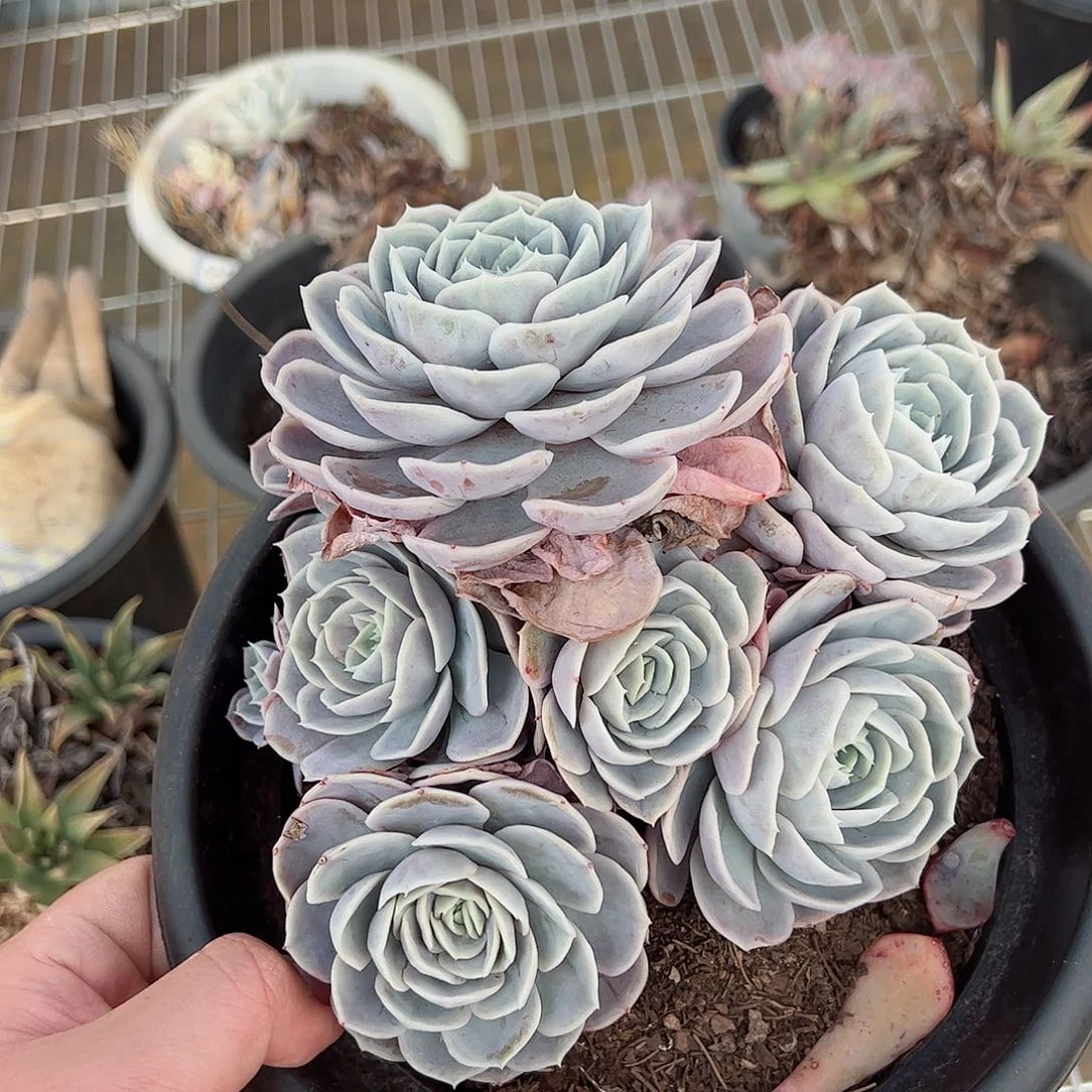 蓝色惊喜群生大盆