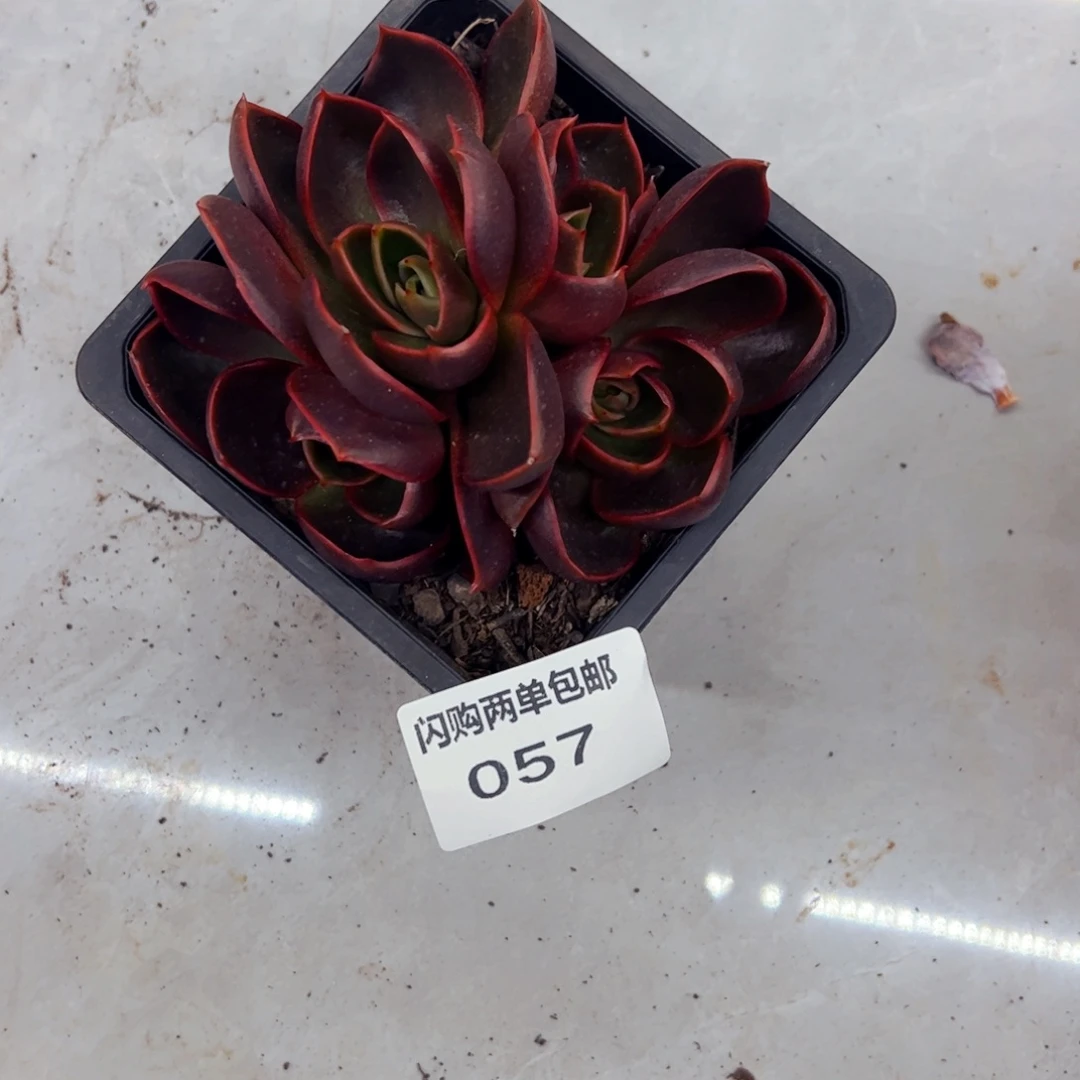 飞***~多肉植物组合盆栽57