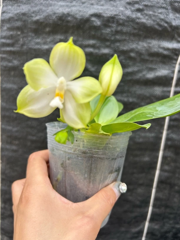 蝴蝶兰弯弯稀有原生浓香【柠檬】2.8苗不带花瑕疵苗