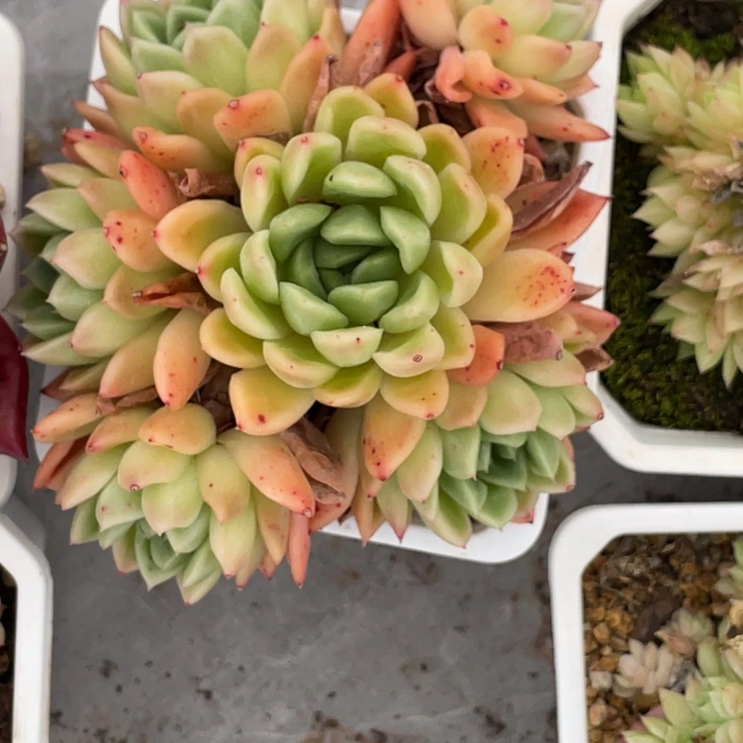 钻石玫瑰群生满35包邮