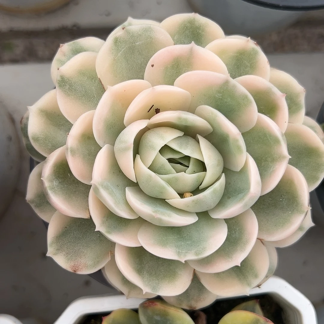 满38包邮昂斯诺多肉