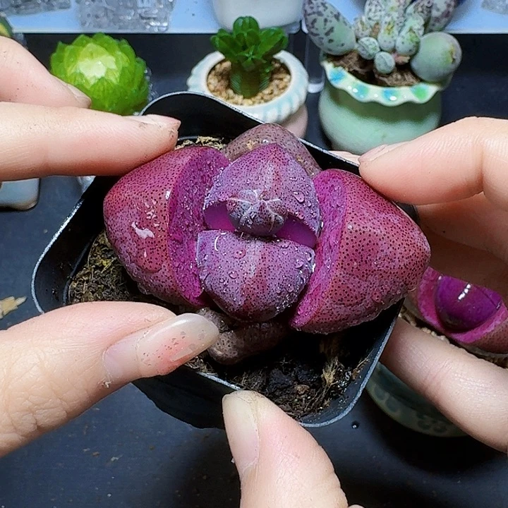 带花苞紫元宝裸根一颗福利炸紫元宝
