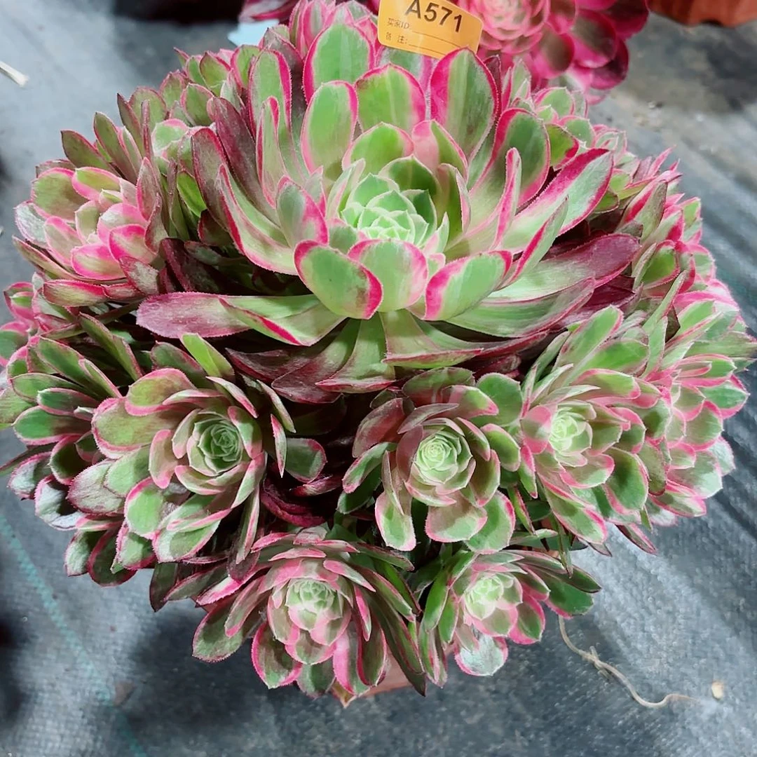 孔雀翎法师多肉植物571