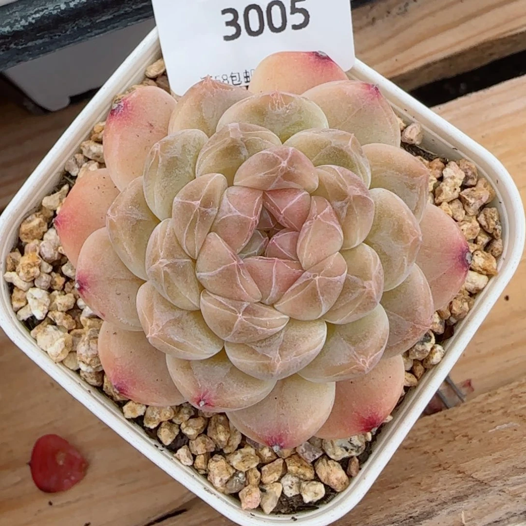 白巧冰魄,3005多肉植物