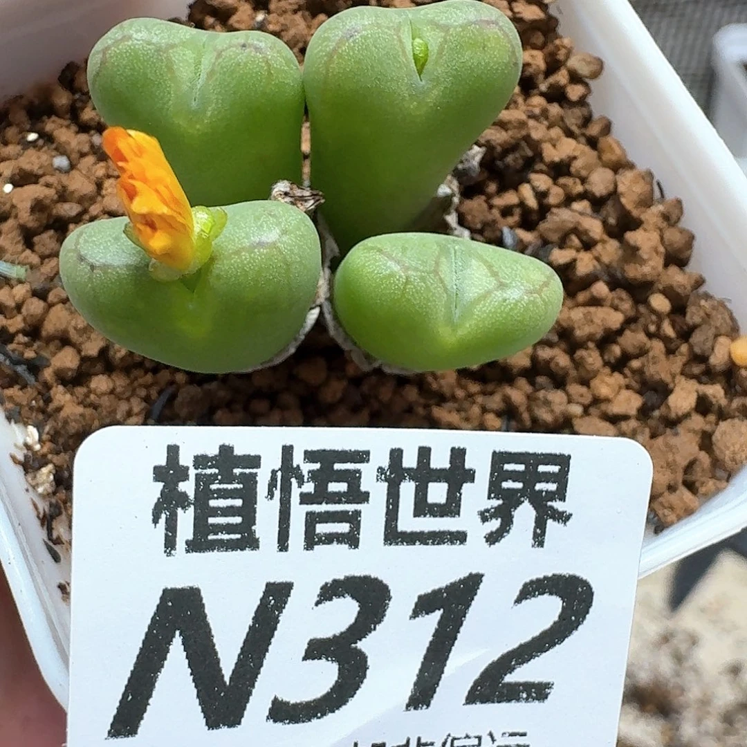 多肉植物的润泽的车