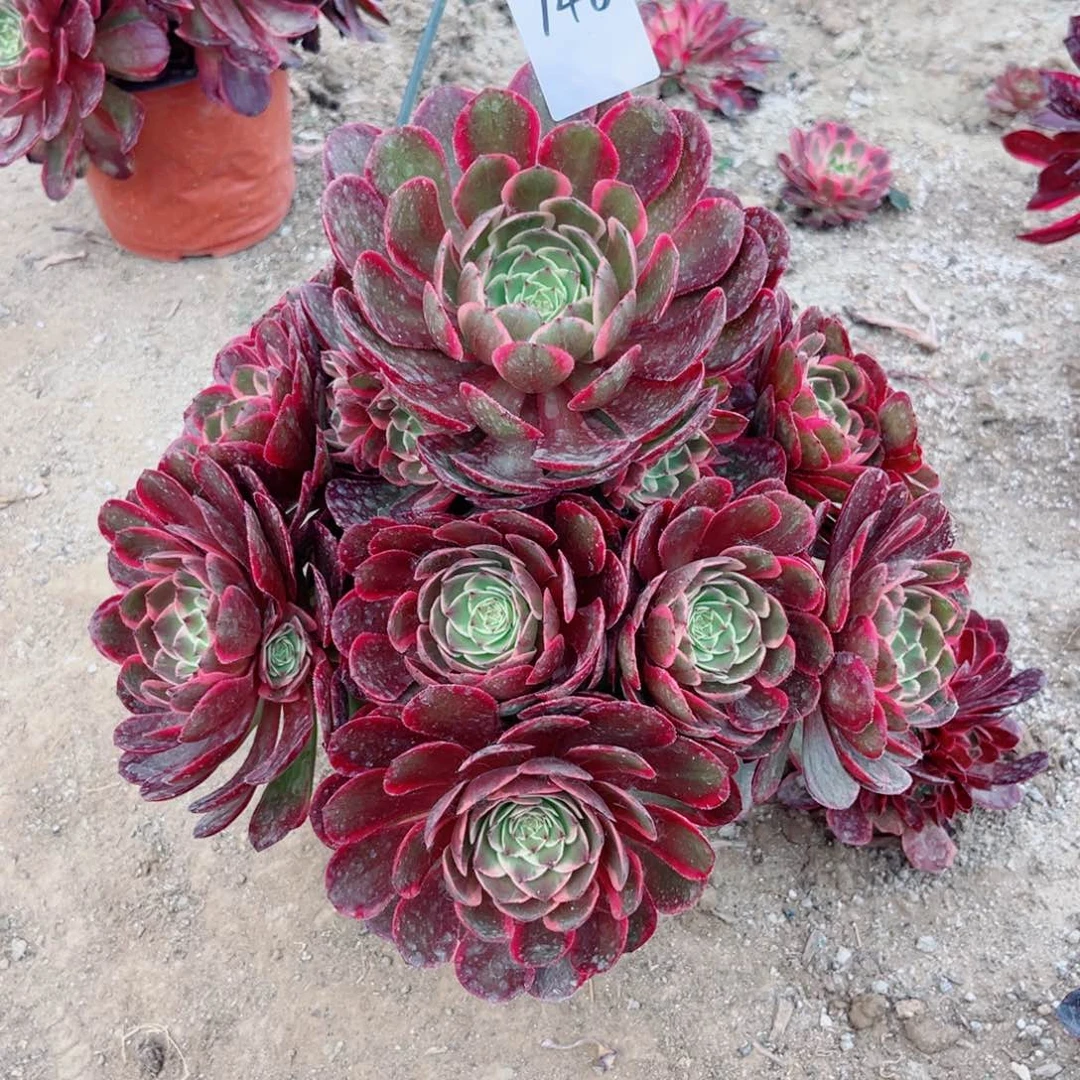 146粉花妖夜宴多肉植物