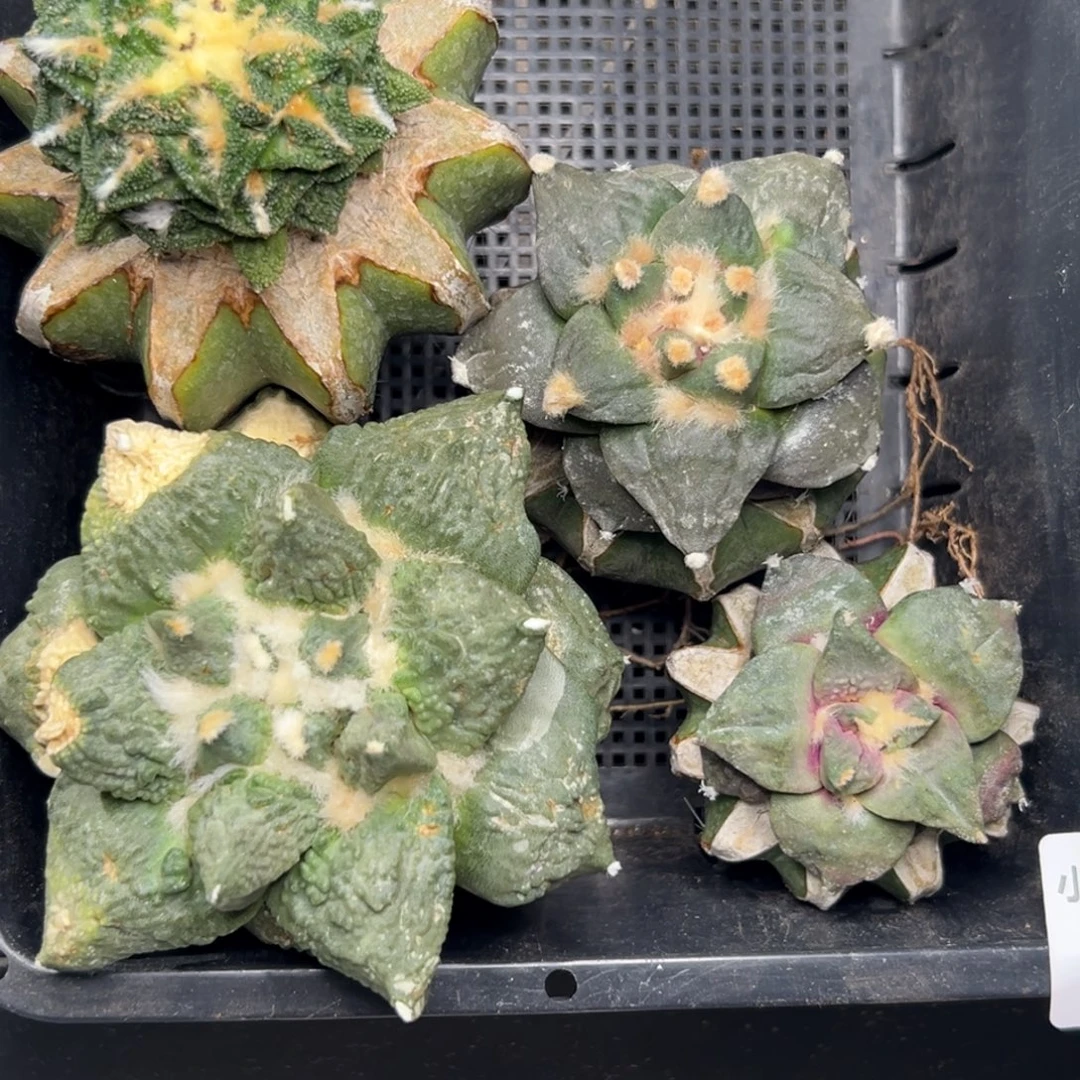 137 仙人球的比赛中