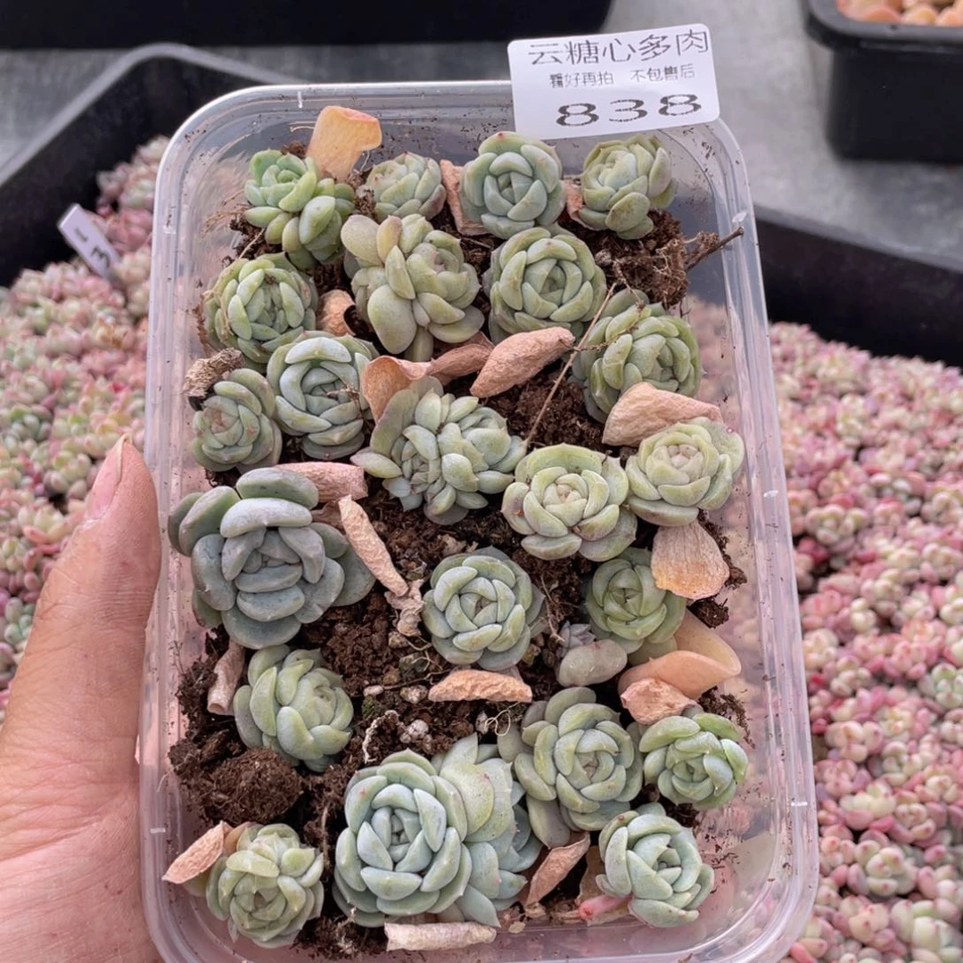 云糖心多肉植物838