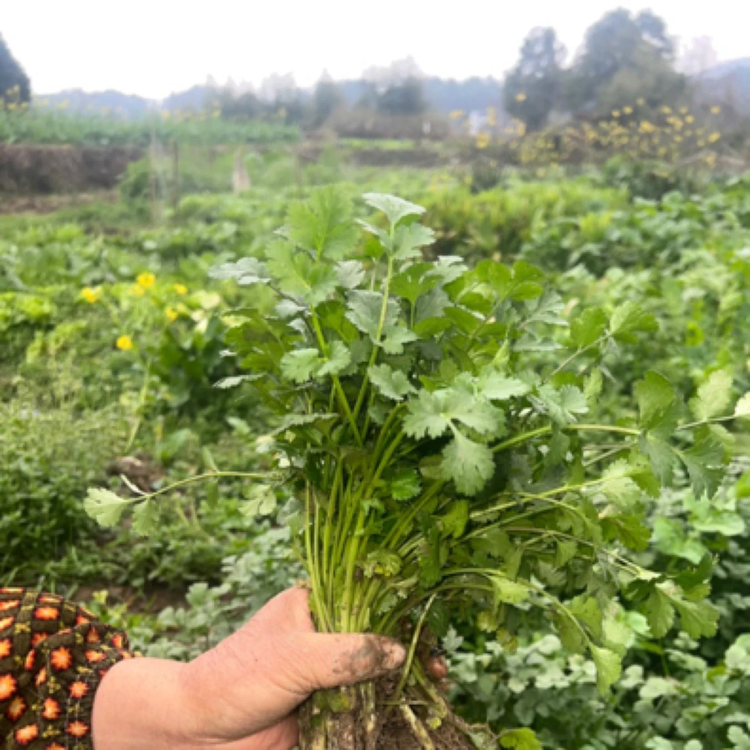 香菜 湖南邵阳农村爷爷奶奶自种不打药香菜蔬菜