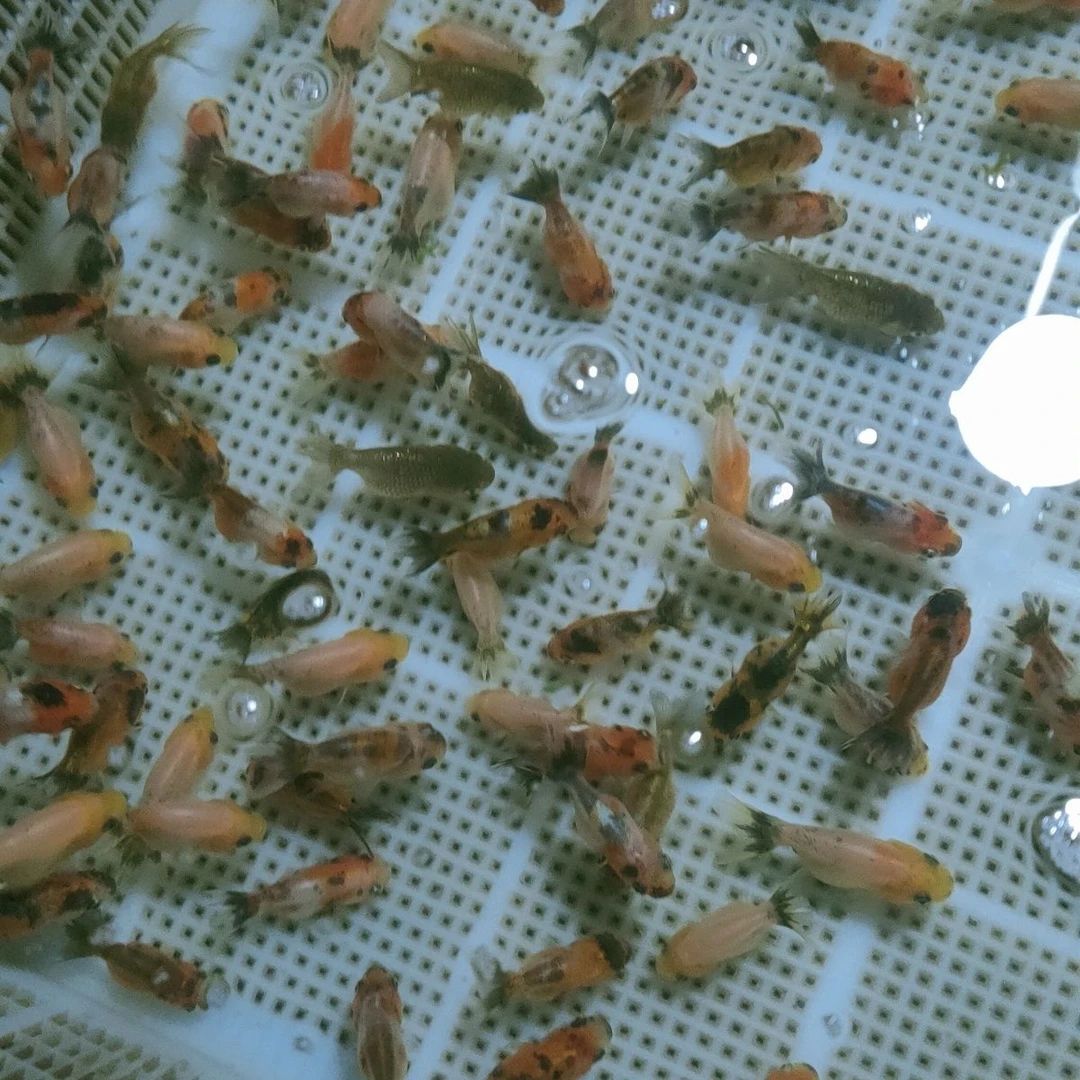 国粹经典寿五花红白国寿苗子淡水冷水小缸水族批发零售