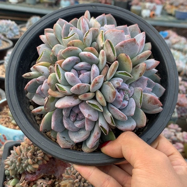 十头石榴籽花花花花