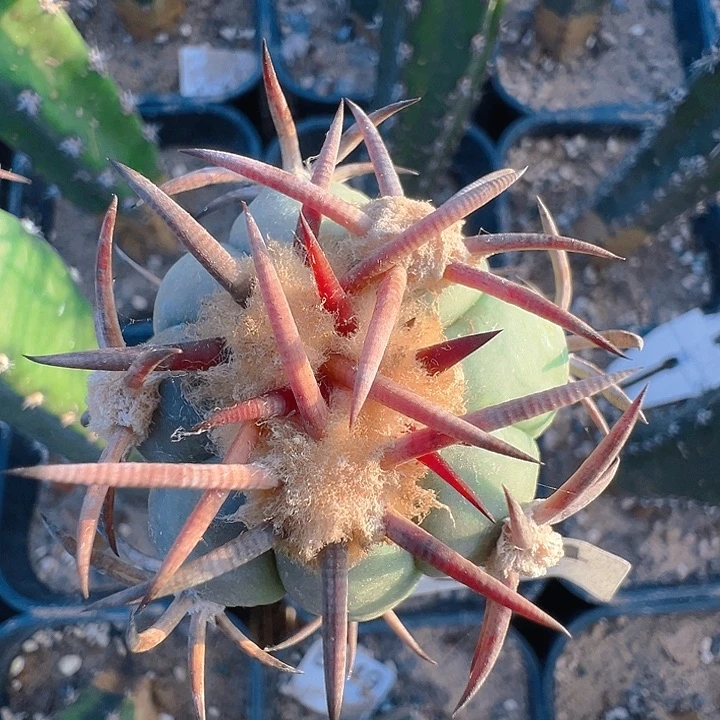 花王。苗接。