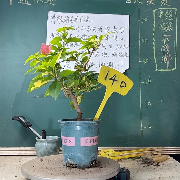 当前无花栽培后可以开花橙白橙粉同株140