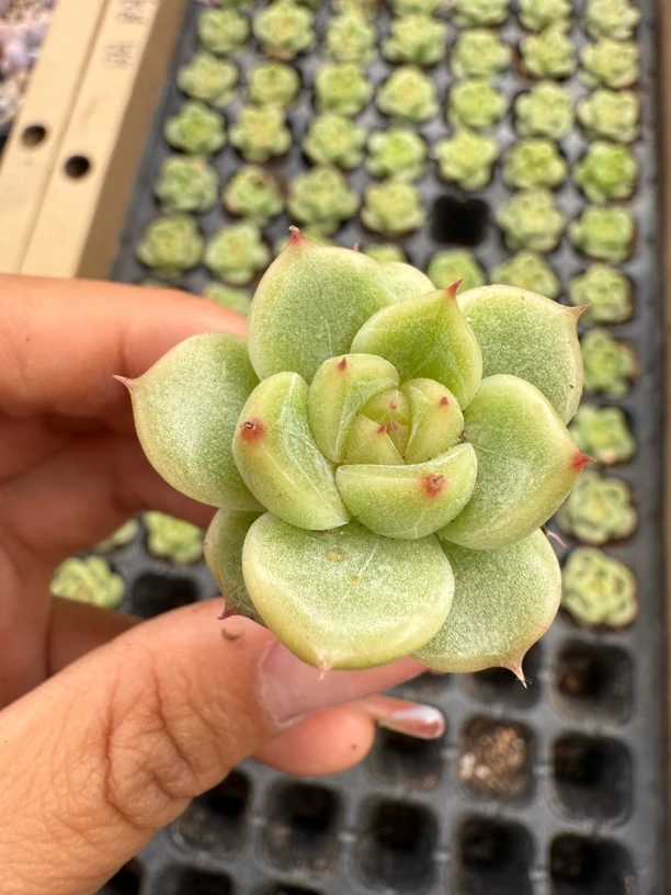 明朗珍妮十颗一组