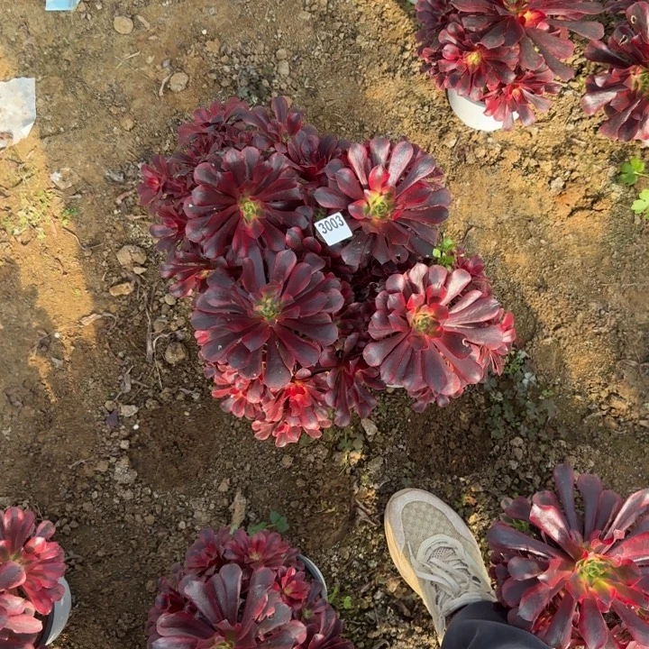 3003 清棚处理不包断枝4