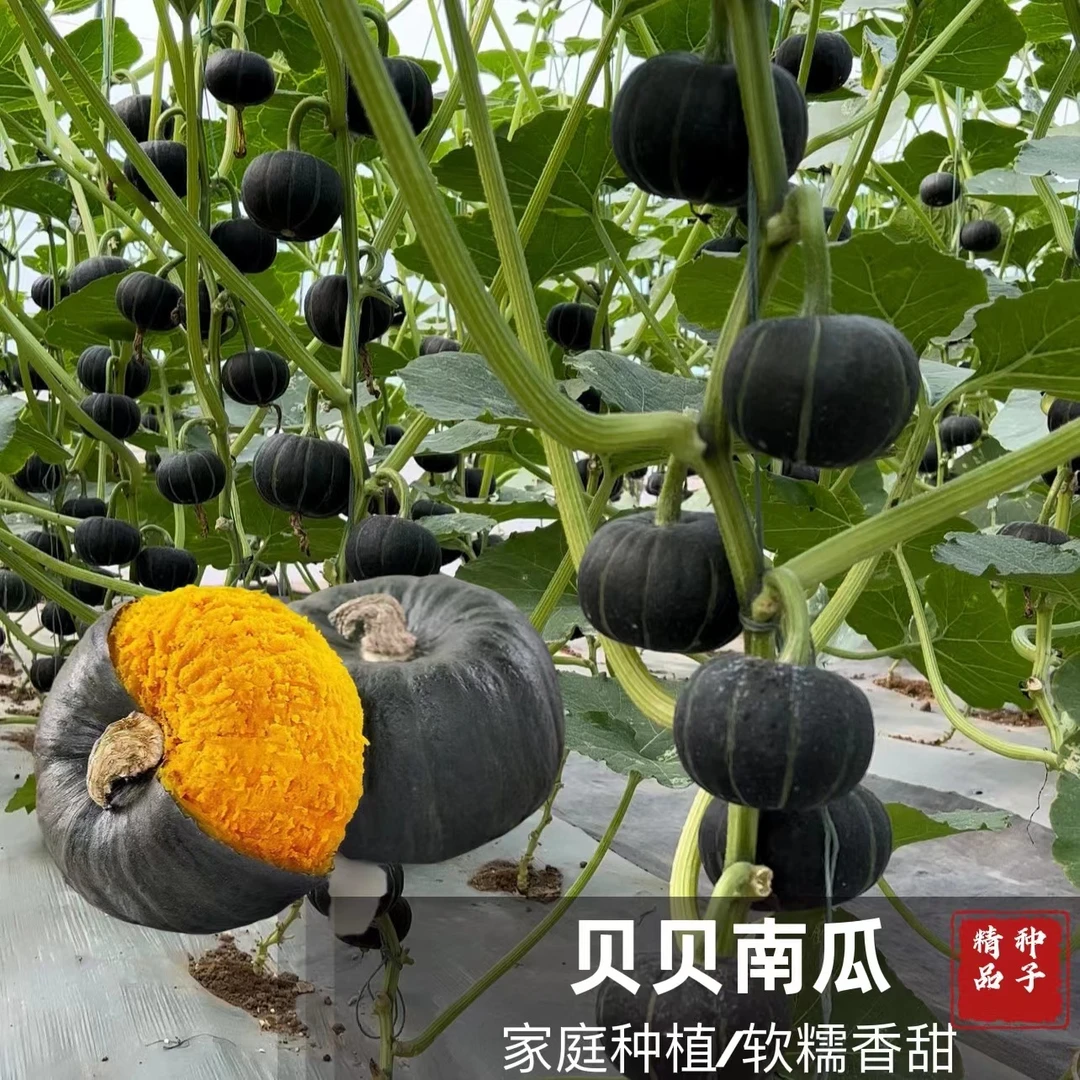 贝贝南瓜种子 家庭小院种植