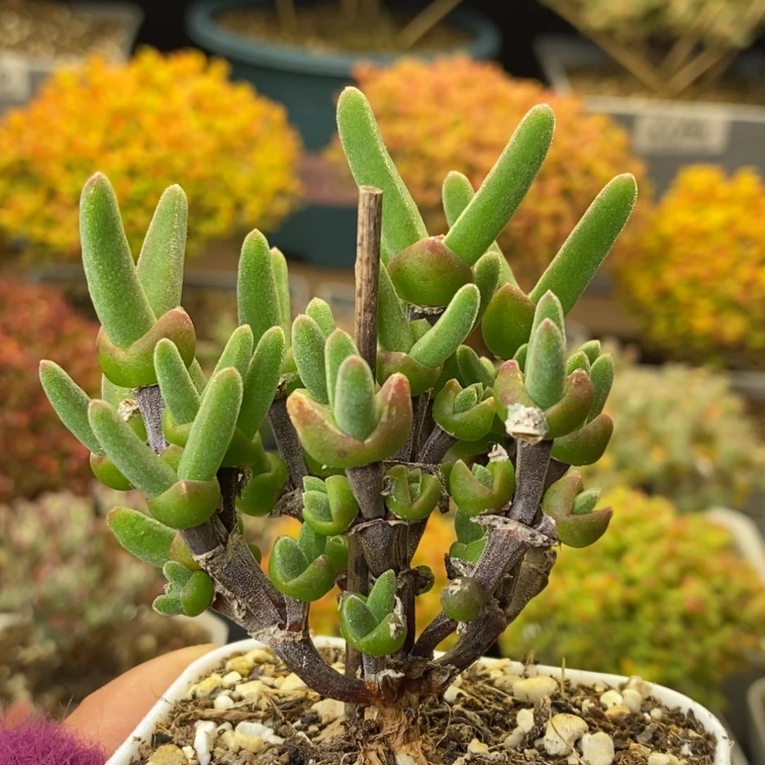 1429枝干兔子 。