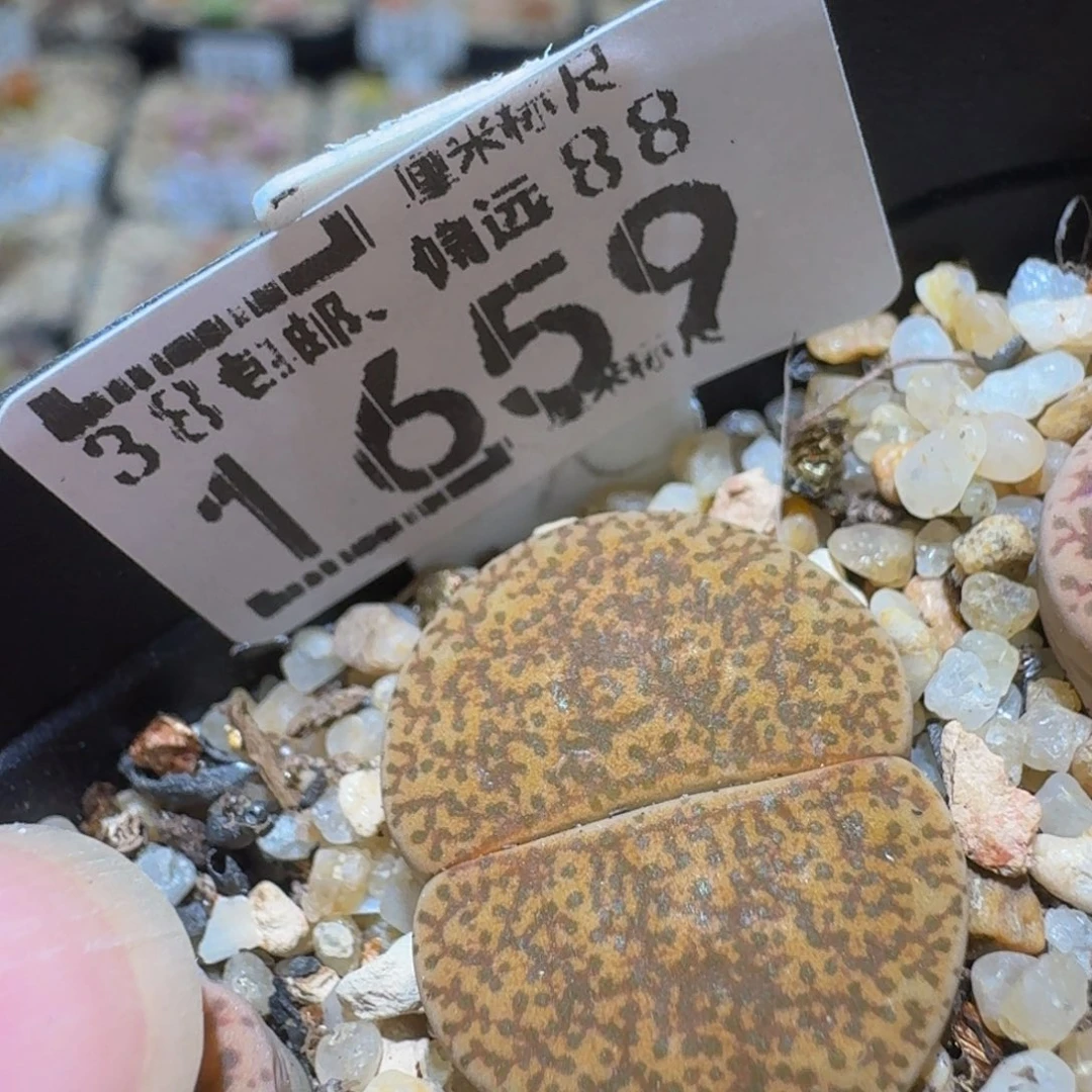Ssss精品生石花1659