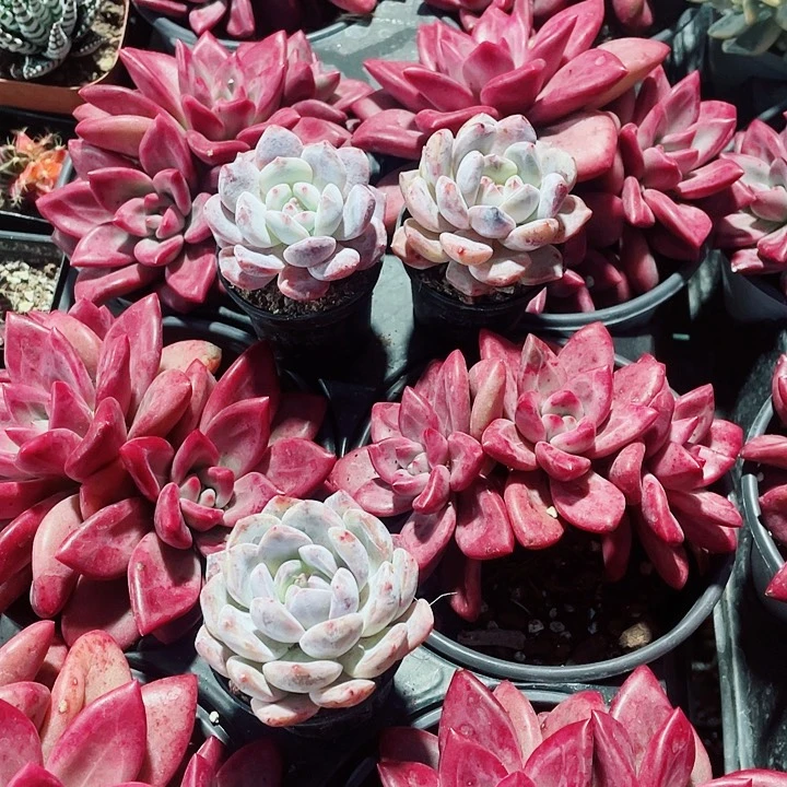 赫菲斯托39.9一盆657868865896