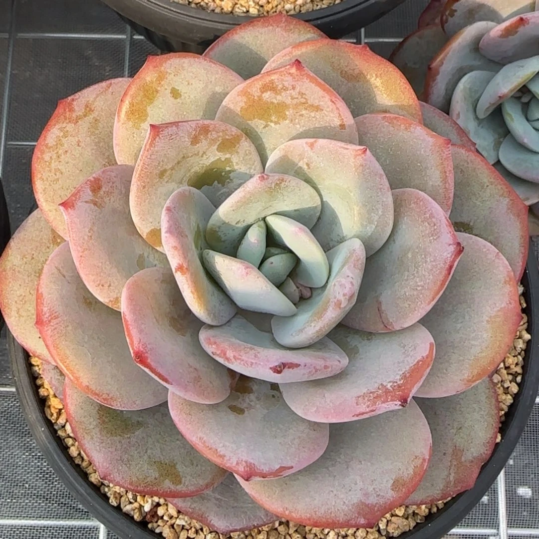 从前慢花园精选多肉奶茶大