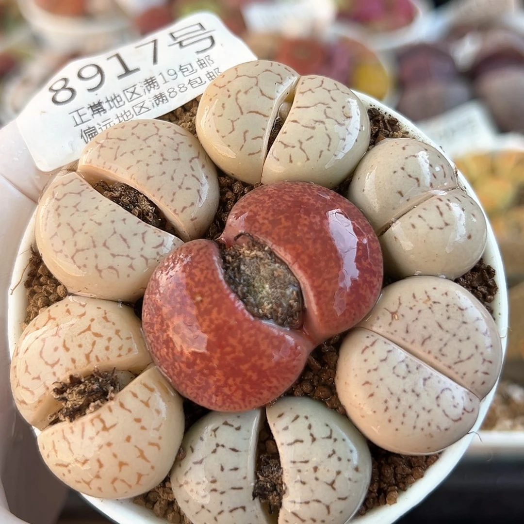 好养易活生石花大母本8917