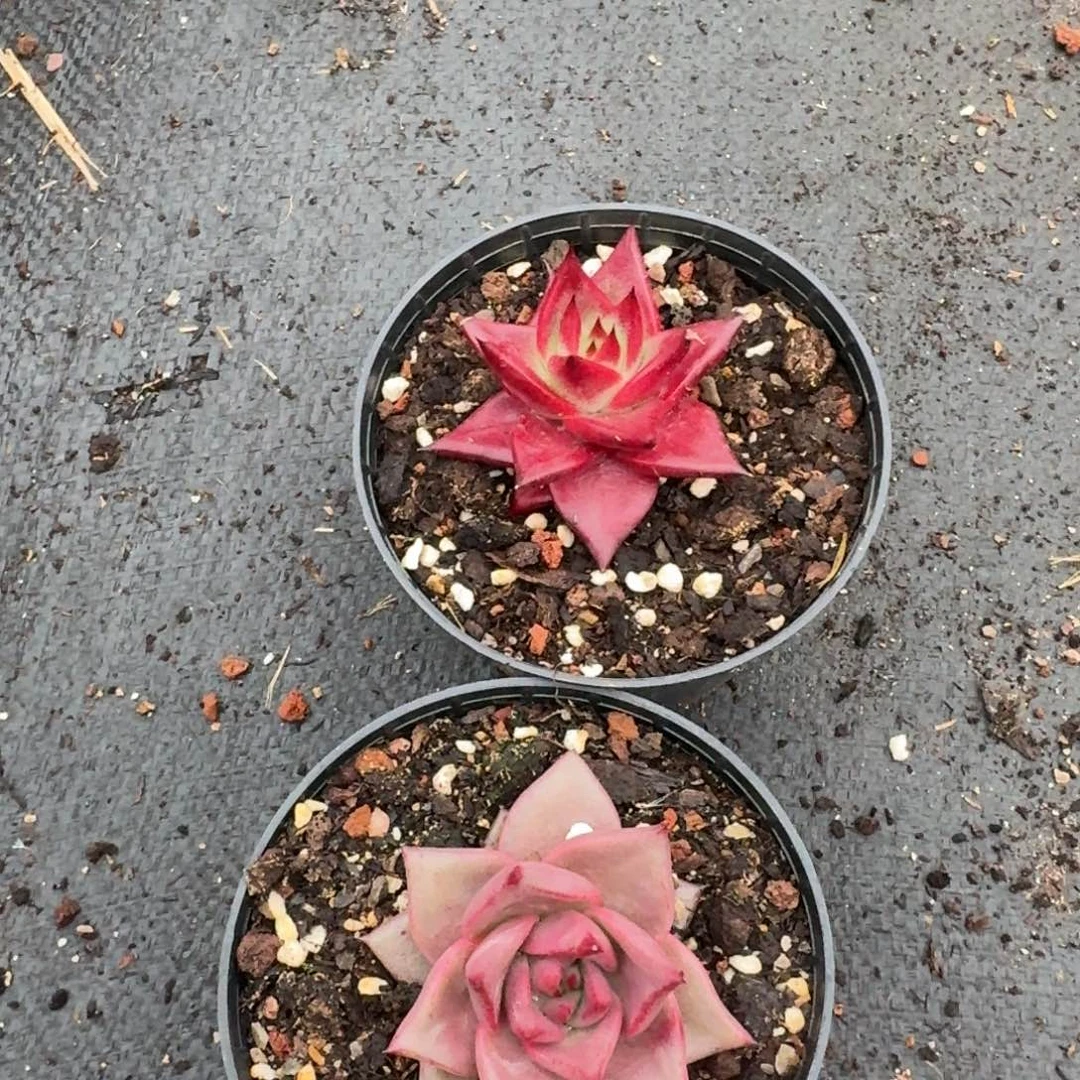 罗宾+罗密欧1-71两颗