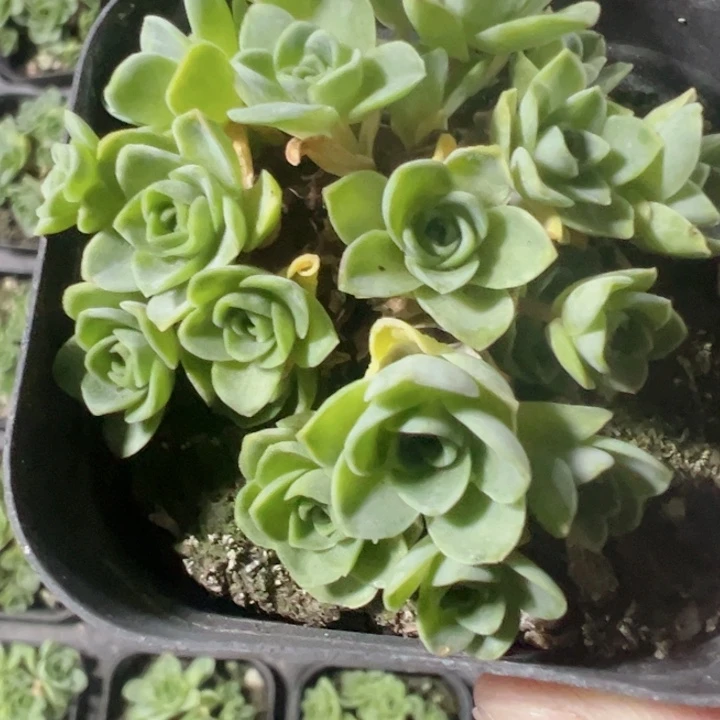 山地玫瑰精品多肉