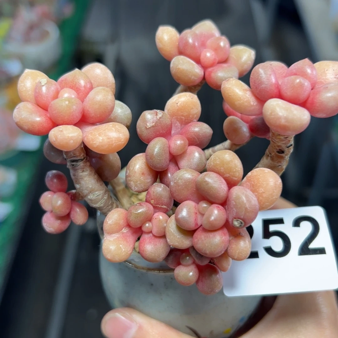 252 满38包邮多肉植物