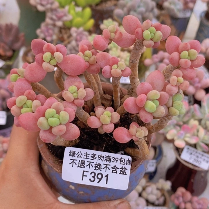 鱼子酱老桩会掉叶10cm391多肉