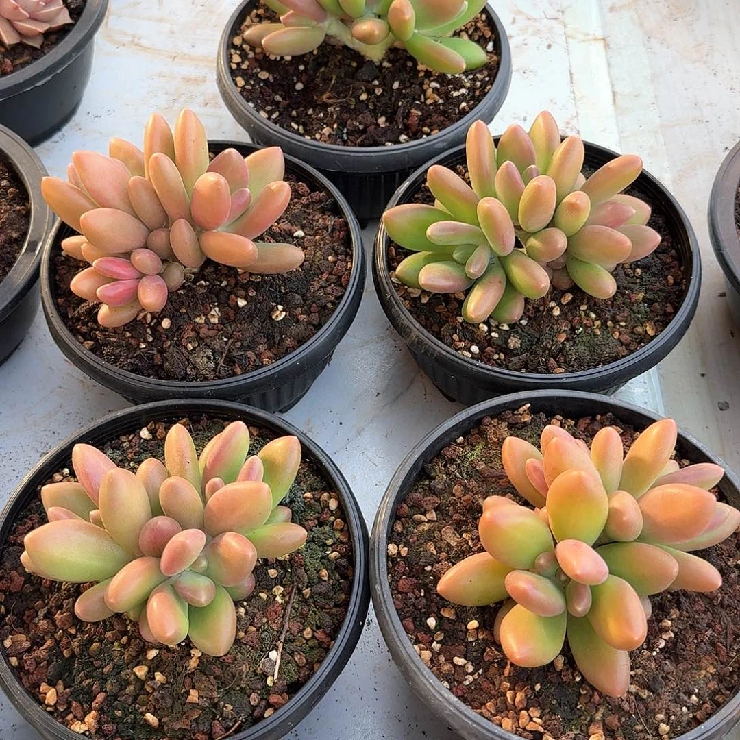 芒果奶三头。 多肉