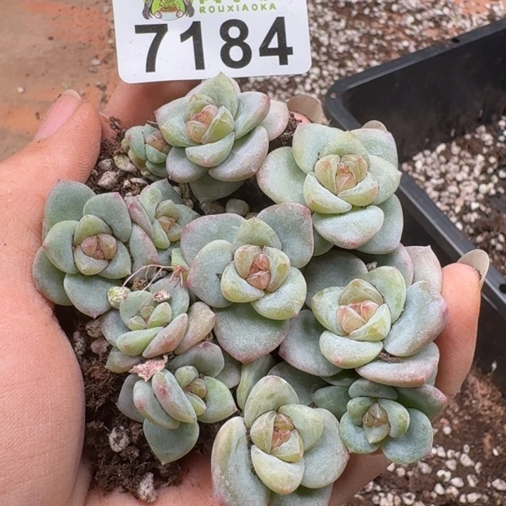 多肉植物多肉植物