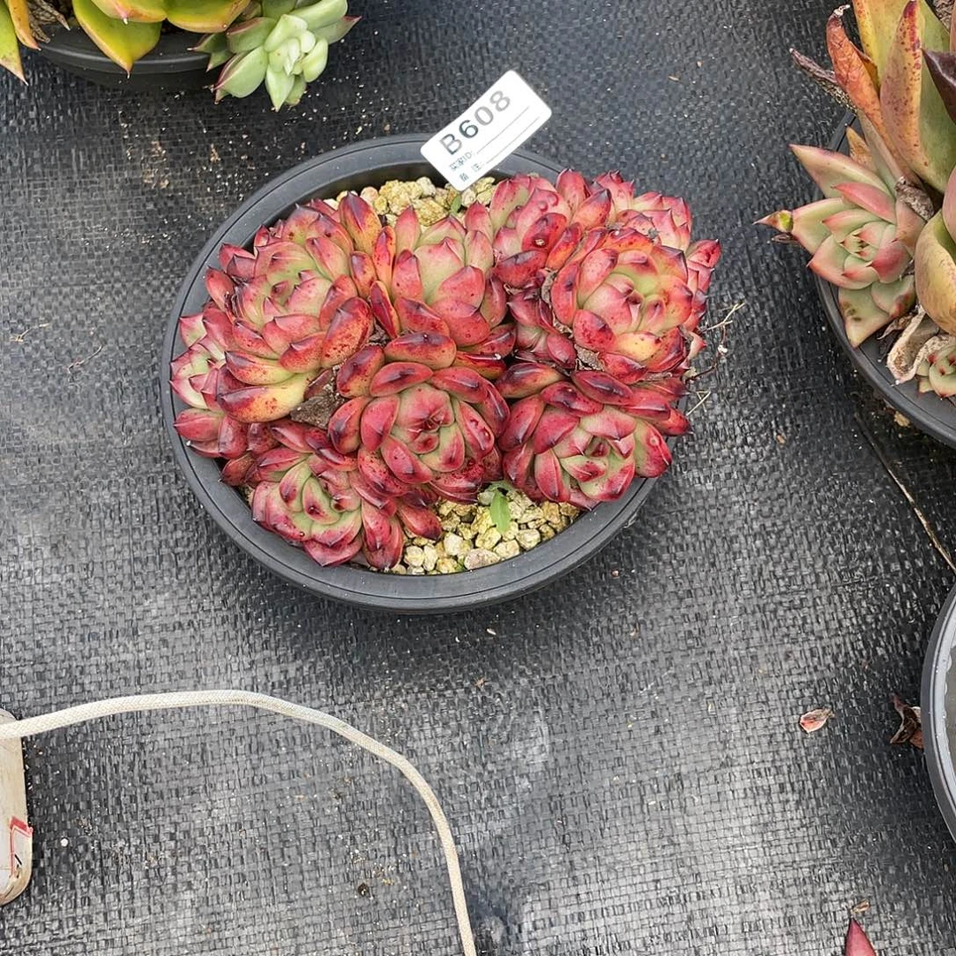 爱***@若如东云单拍B608