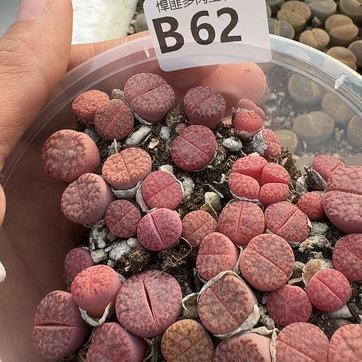 62多肉植物多肉植物