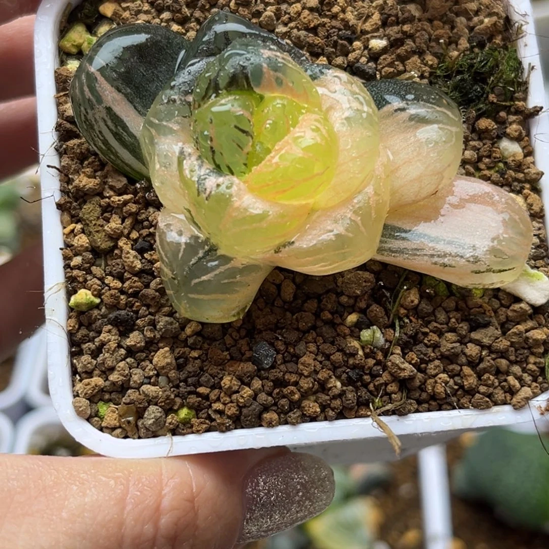 1大窗冰灯玉露锦哈哈哈哈哈