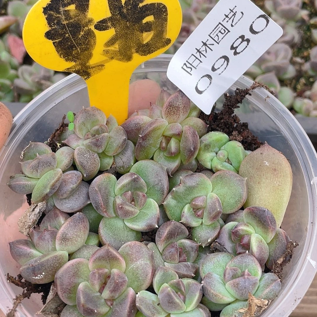 量拍多肉植物多肉植物980