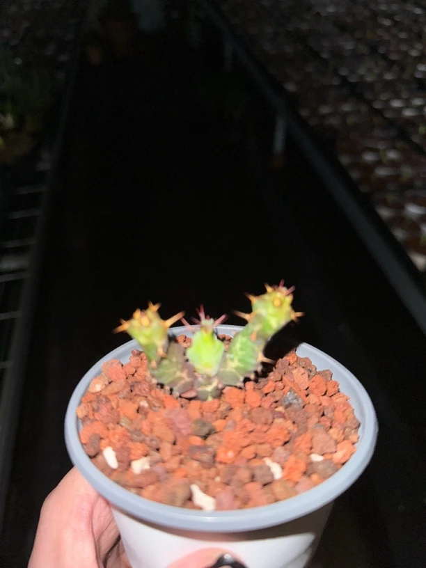 蓝丝绒大戟多肉植物